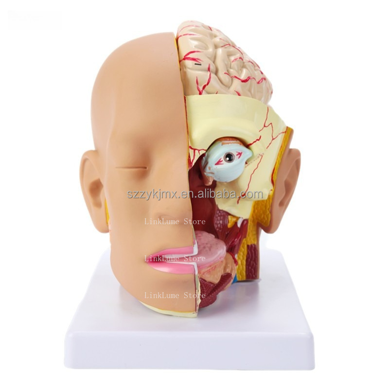 Medical Lab Equipment - Medisch wetenschappelijk hulpmiddel: Anatomisch model van